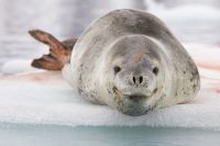 Le léopard de mer : Quelques faits sur ce prédateur de l’océan Austral