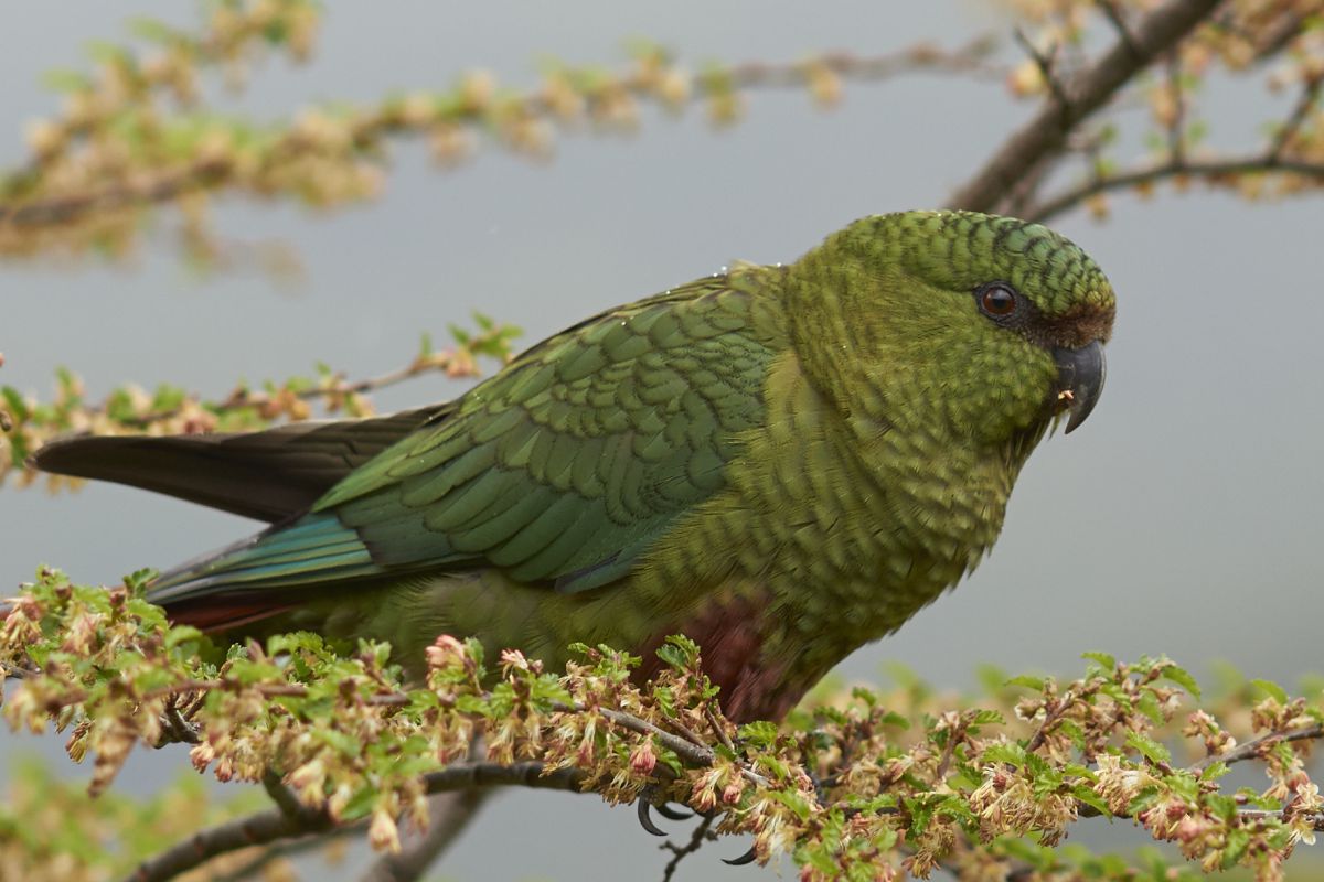 8 Oiseaux De Patagonie Et Quelques Conseils Pour Les Repérer