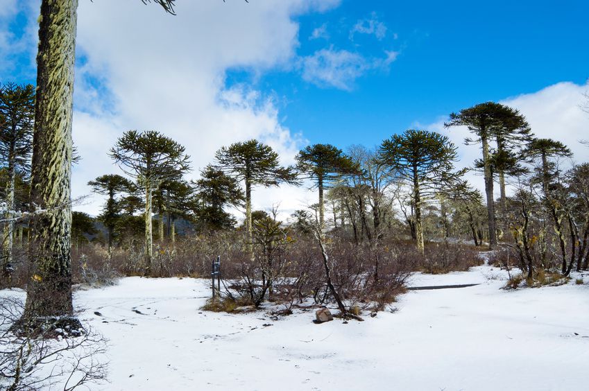 Parc national conguillio