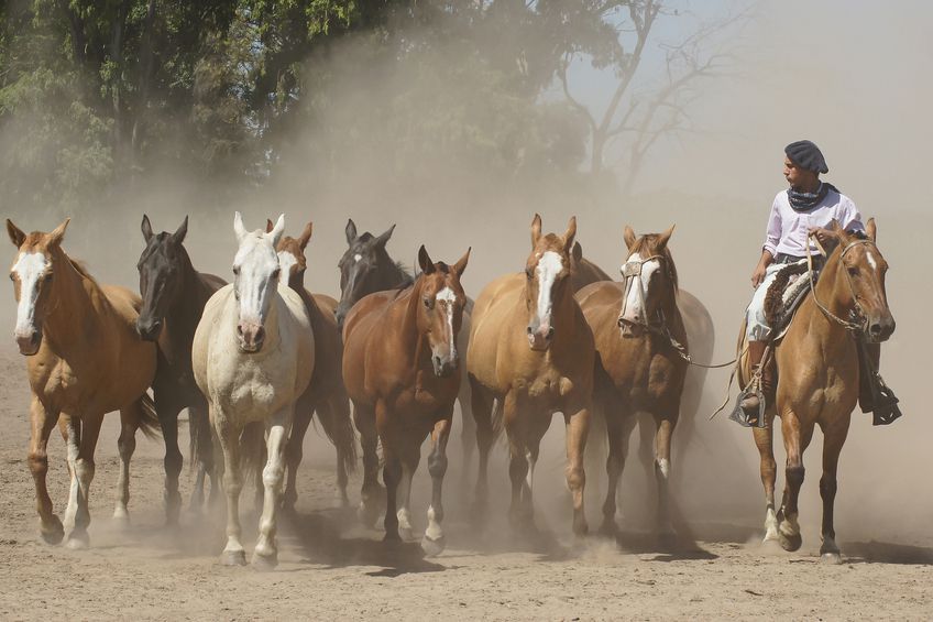 Gaucho argentine