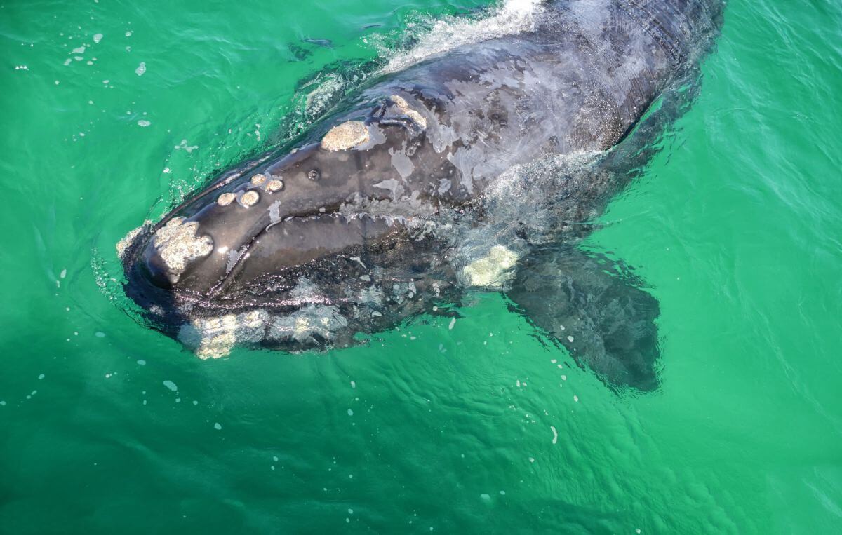 observation des baleines