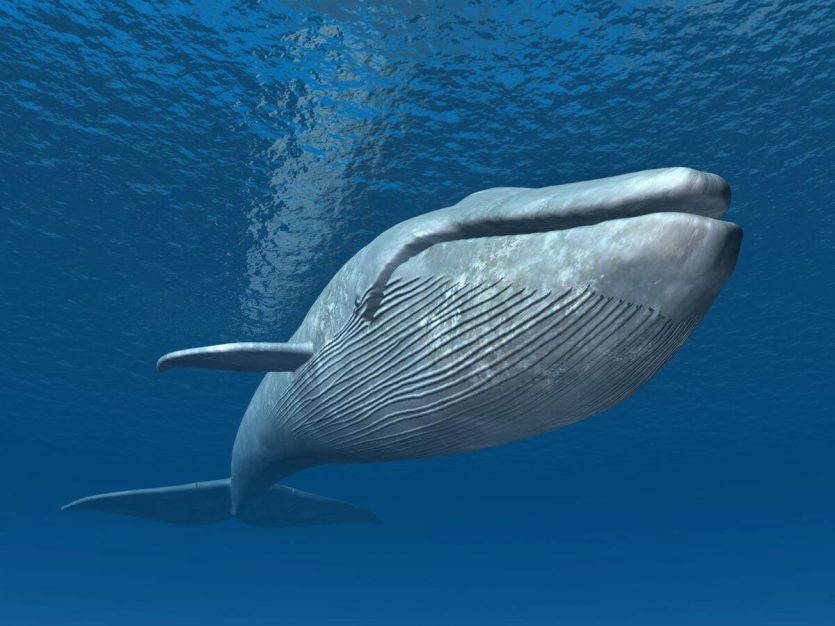 observation des baleines