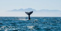 Les espèces de baleines en danger dans nos océans