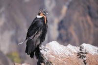 Observation des oiseaux en Patagonie : Quelques conseils pour les débutants en Ornithologie