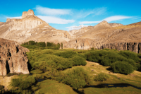 5 des plus belles plantes du désert de Patagonie