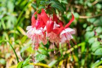 Flore de Patagonie : les fleurs Indigènes
