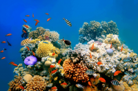 10 faits intéressants sur les récifs coralliens