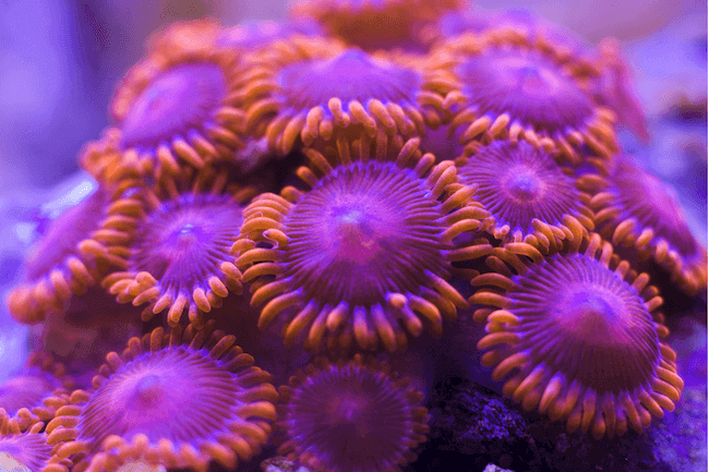 Les récifs coralliens