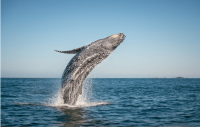 Où se rendre pour observer les baleines en Patagonie