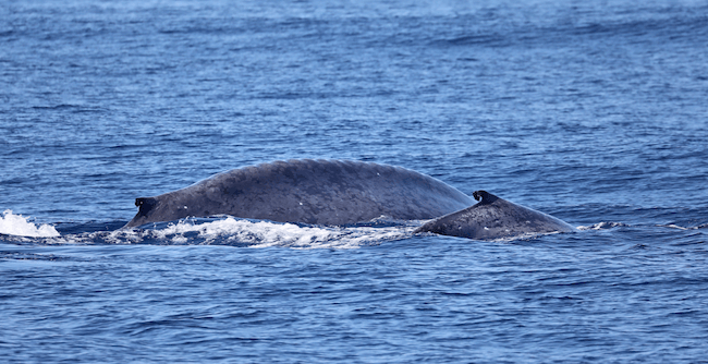 baleine patagonie