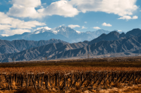 Du Torrontés au Sémillon : le vin blanc argentin à l’honneur