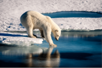 Causes et effets de la pollution sur les régions polaires