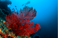L’importance des récifs coralliens : Pourquoi sont-ils essentiels pour l’environnement