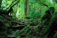 Les forêts primaires, des zones à préserver coûte que coûte