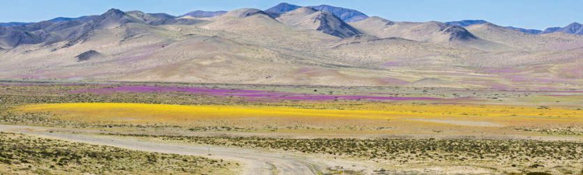 désert d'Atacama en pleine floraison