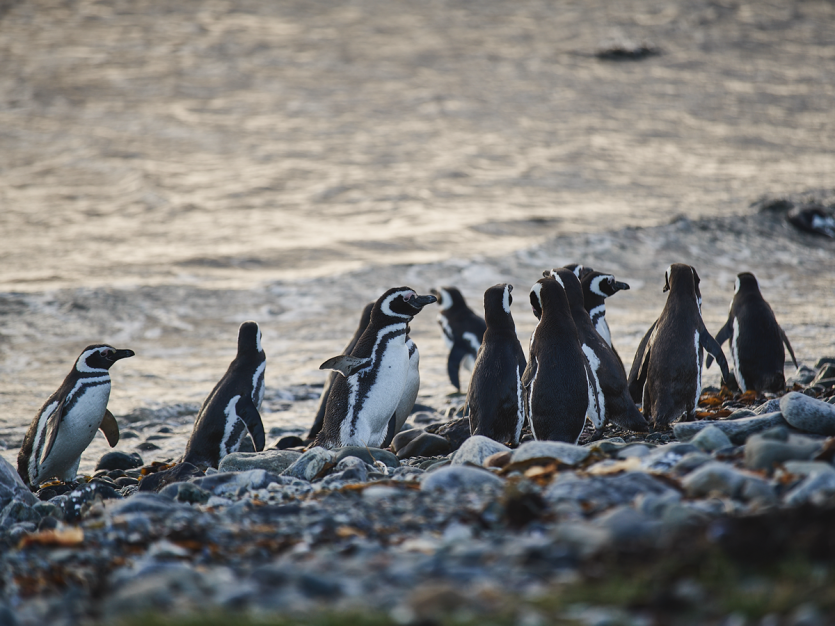 photographie animalière manchots de Magellan 