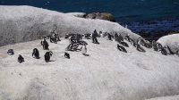 Les manchots de l’île de Chiloé : une rencontre unique avec la nature