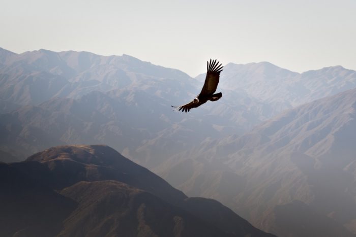 Où et quand observer le condor des Andes en Patagonie ?