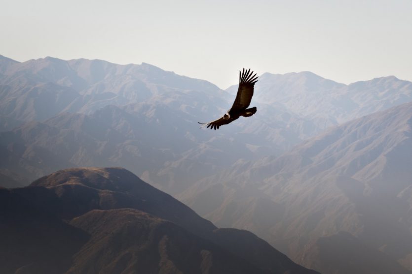 condor des andes