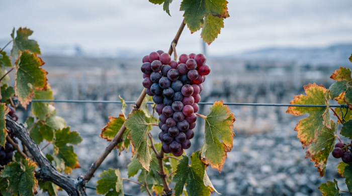 Vins du bout du monde : les vallées chiliennes dans votre verre à bord d&rsquo;Australis